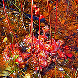 Drosera madagascariensis
